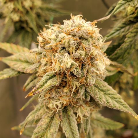 MephistOreoz #1 growlog timeline photo