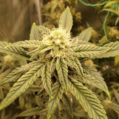 MephistOreoz #2 growlog timeline photo
