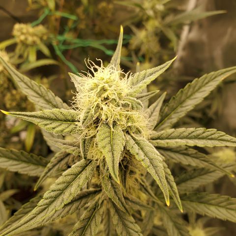 Birthday Cake Oreoz #1 growlog timeline photo