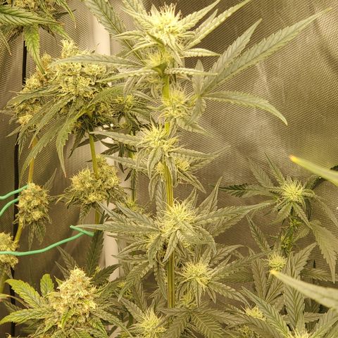 Birthday Cake Oreoz #2 growlog timeline photo