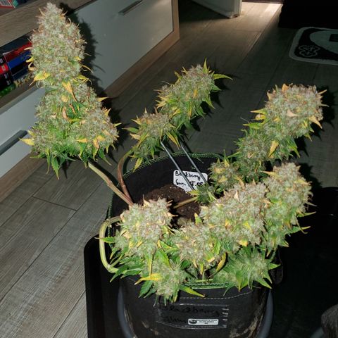 Blackberry Gum Autoflower #1 growlog timeline photo