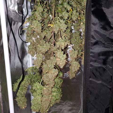 Blackberry Gum Autoflower #1 growlog timeline photo