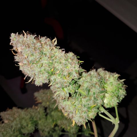 Blackberry Gum Autoflower #1 growlog timeline photo