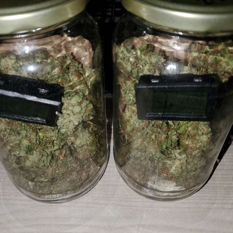 Blackberry Gum Autoflower #2 growlog timeline photo