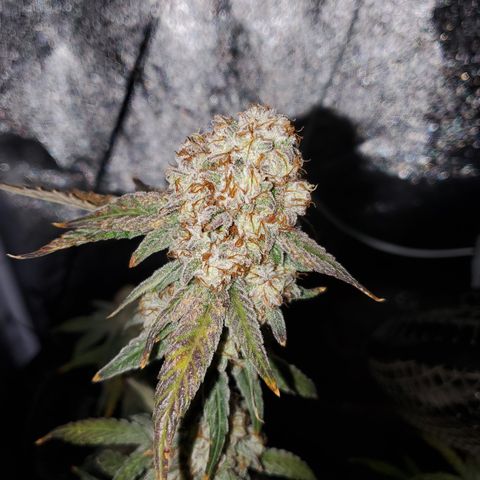 MephistOreoz #1 growlog photo: Leicht überdüngt, dennoch gut durchs Leben gekommen. 
