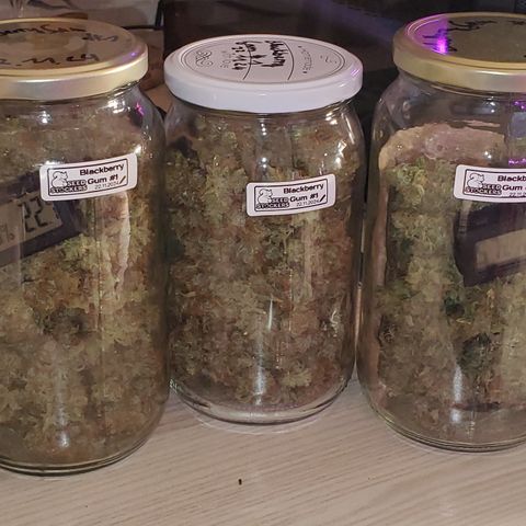 Blackberry Gum Autoflower #1 growlog photo: 140g