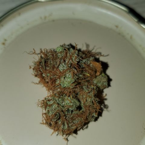 Blackberry Gum Autoflower #1 growlog photo: 140g