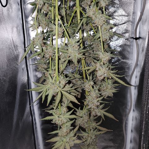 MephistOreoz #1 growlog photo: Dry Tent 1. Tag 