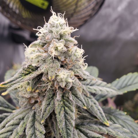 MephistOreoz #2 growlog timeline photo