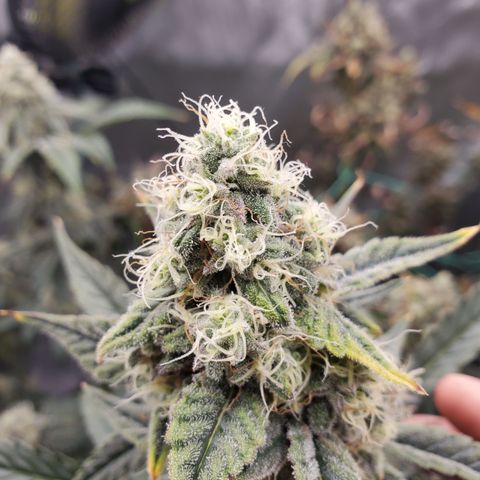 Birthday Cake Oreoz #1 growlog timeline photo
