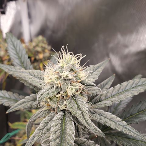 Birthday Cake Oreoz #2 growlog timeline photo