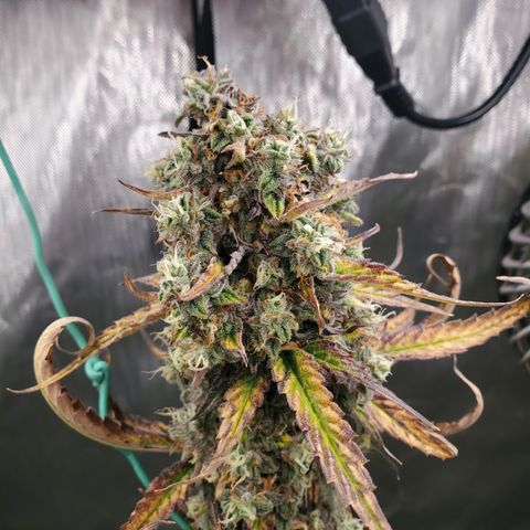 Beary Oreoz #1 growlog timeline photo