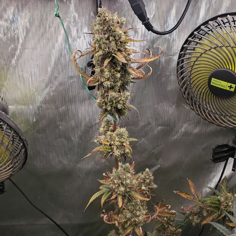 Beary Oreoz #1 growlog timeline photo