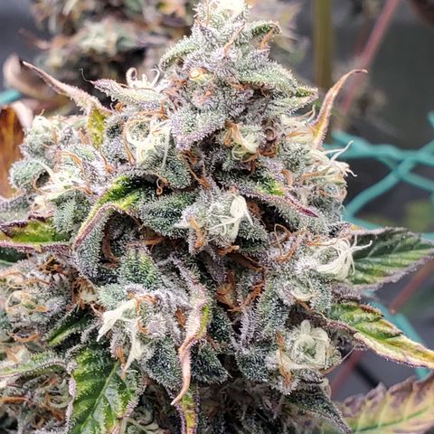 Beary Oreoz #1 growlog timeline photo
