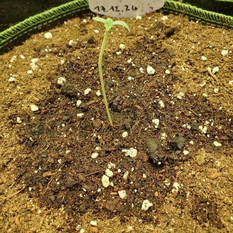 Tropical Zmoothie #1 growlog timeline photo