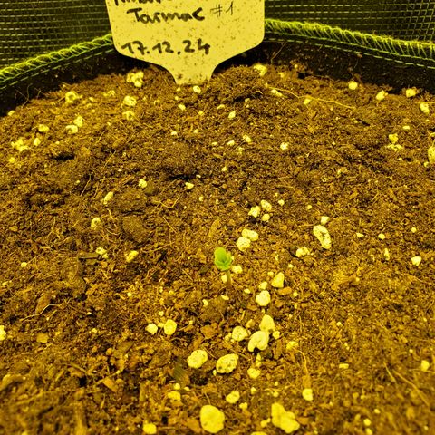 Amaretto Tarmac #1 growlog timeline photo