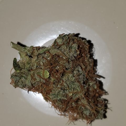 Blackberry Gum Autoflower #1 growlog timeline photo