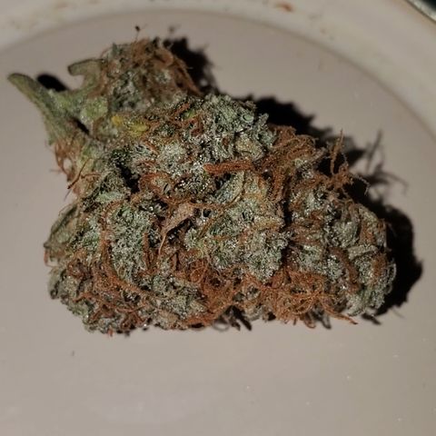 Blackberry Gum Autoflower #1 growlog timeline photo