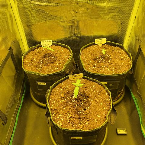 Tropical Zmoothie #1 growlog timeline photo