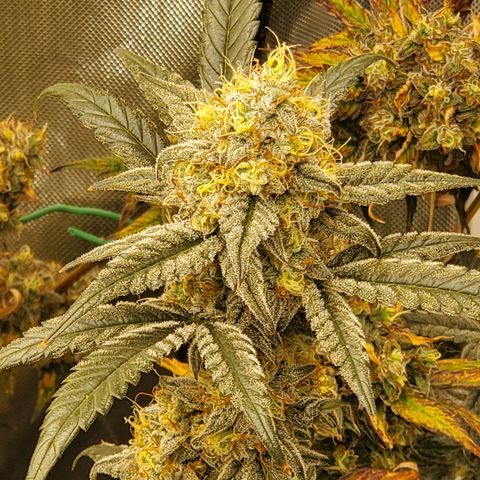 Birthday Cake Oreoz #2 growlog timeline photo