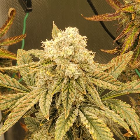 MephistOreoz #2 growlog timeline photo