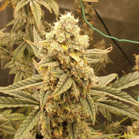Birthday Cake Oreoz #1 growlog timeline photo