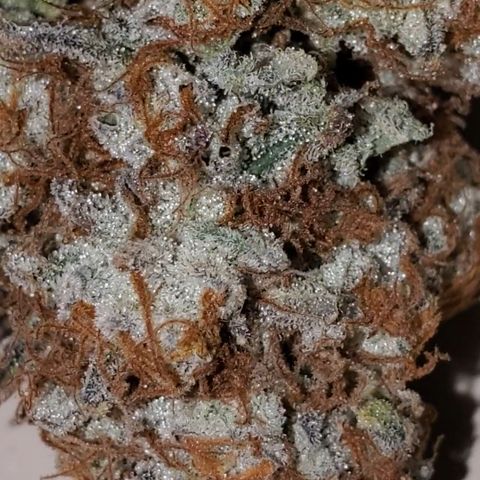 MephistOreoz #1 growlog timeline photo