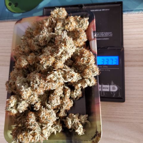 MephistOreoz #1 growlog timeline photo