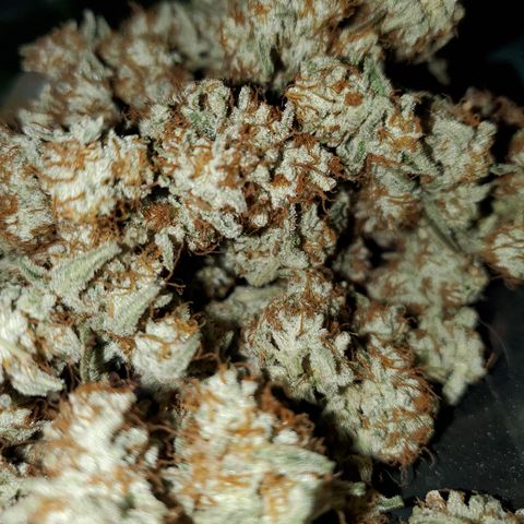MephistOreoz #1 growlog timeline photo