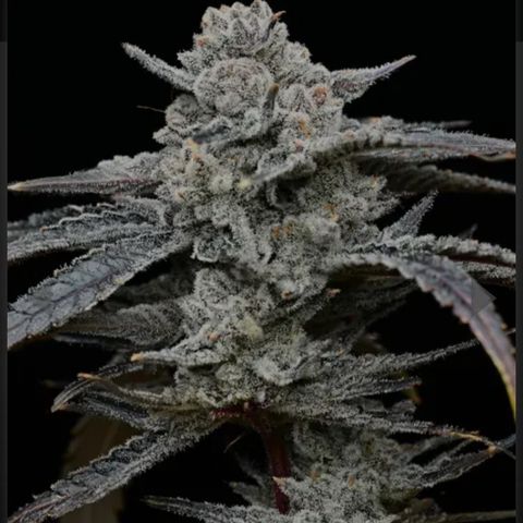 Lemon Cherry Gelato #1 growlog in Curing Closet