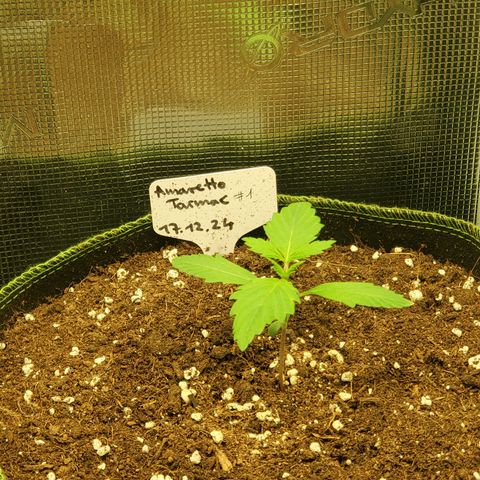 Amaretto Tarmac #1 growlog timeline photo