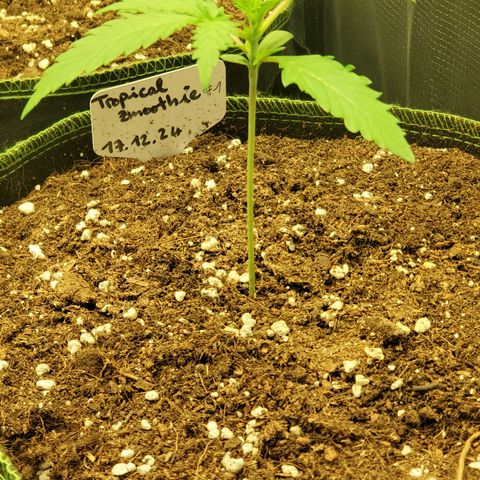 Tropical Zmoothie #1 growlog timeline photo