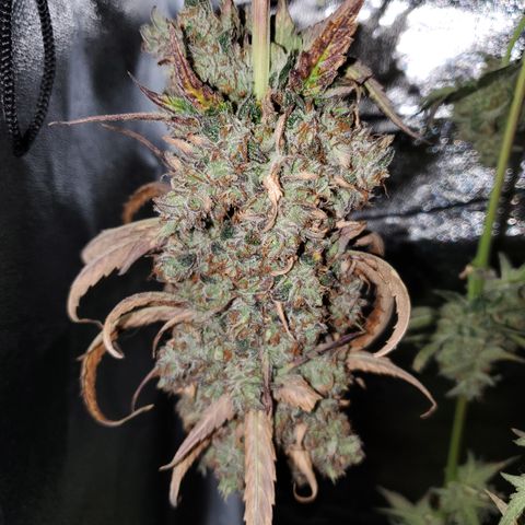 Beary Oreoz #1 growlog timeline photo