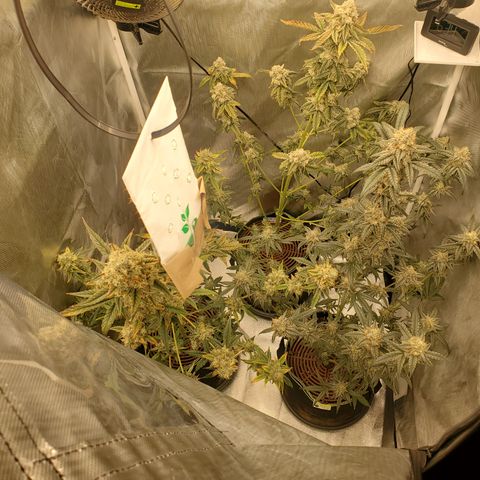 MephistOreoz #2 growlog timeline photo