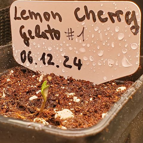 Lemon Cherry Gelato #1 growlog photo