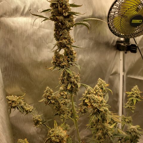 Birthday Cake Oreoz #1 growlog timeline photo