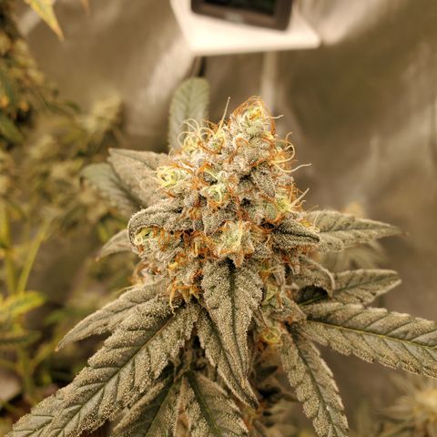 Birthday Cake Oreoz #2 growlog timeline photo