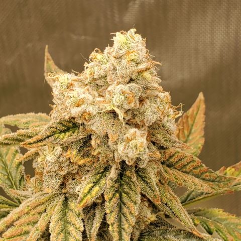 MephistOreoz #2 growlog timeline photo