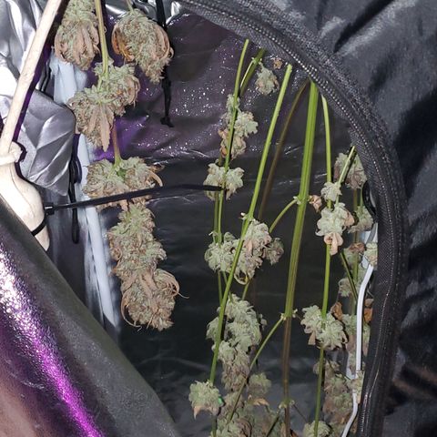 Beary Oreoz #1 growlog timeline photo