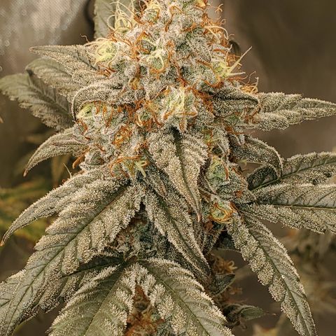 Birthday Cake Oreoz #2 growlog timeline photo