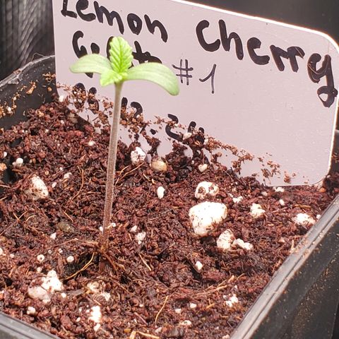 Lemon Cherry Gelato #1 growlog photo