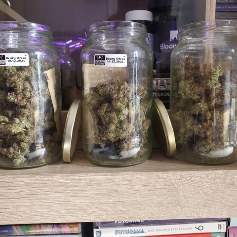 Beary Oreoz #1 growlog photo: 107,2g getrocknet 
