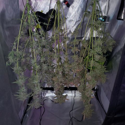 MephistOreoz #2 growlog timeline photo