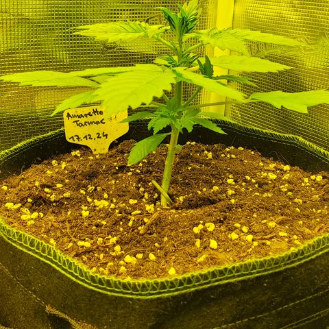Amaretto Tarmac #1 growlog timeline photo