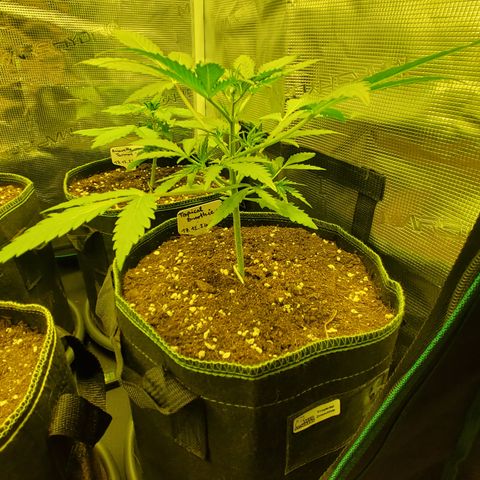 Tropical Zmoothie #1 growlog timeline photo