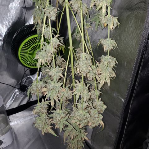 MephistOreoz #2 growlog timeline photo