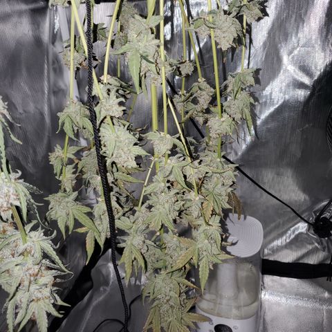 MephistOreoz #2 growlog timeline photo