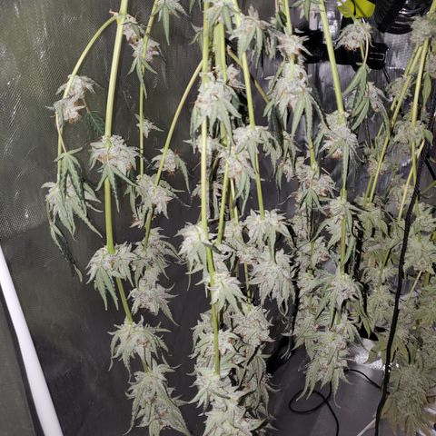 MephistOreoz #2 growlog timeline photo