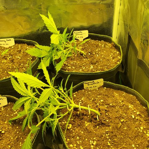 Tropical Zmoothie #1 growlog photo: Topped and LST 