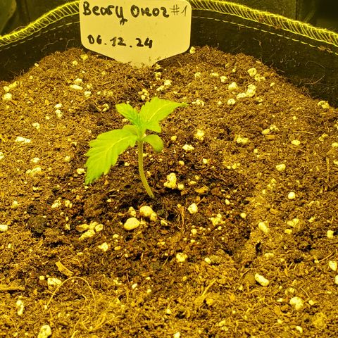 Beary Oreoz  #2 growlog timeline photo